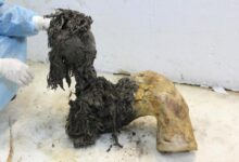 Mamut lanudo antiguo