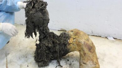 Mamut lanudo antiguo