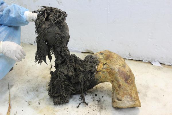 Mamut lanudo antiguo