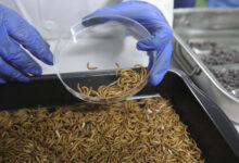 proteína de insecto