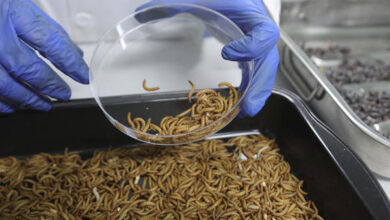 proteína de insecto