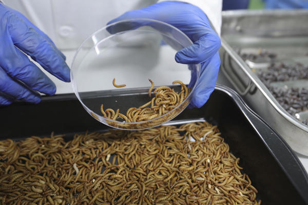 proteína de insecto