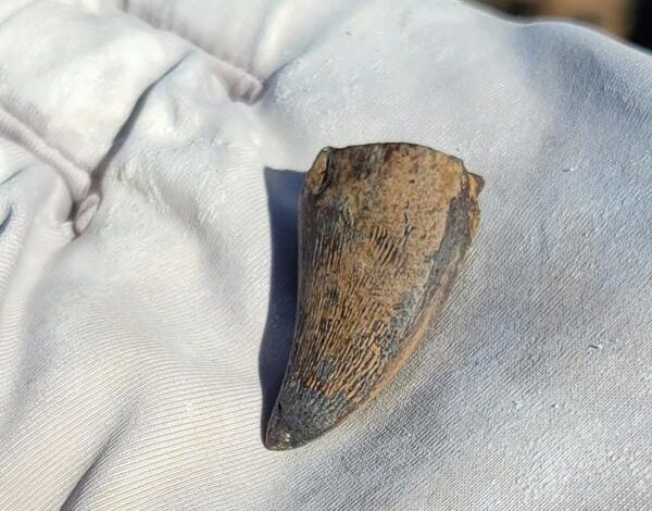 DIente de mosasaurio