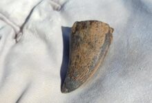 DIente de mosasaurio