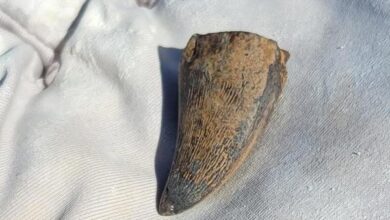 DIente de mosasaurio