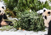 Zoo de Berlín - pandas