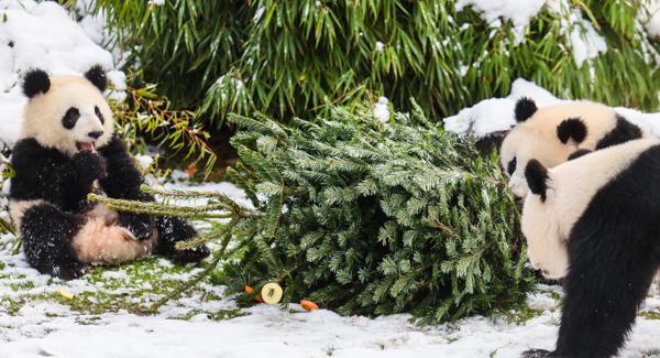 Zoo de Berlín - pandas