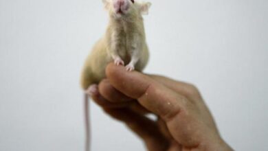 Ratones - laboratorio