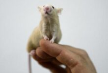 Ratones - laboratorio