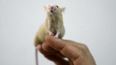 Ratones - laboratorio