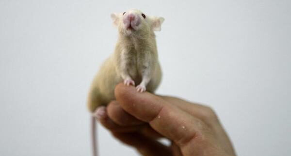 Ratones - laboratorio