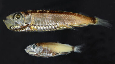 Peces de aguas profundas