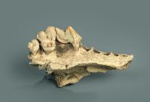 Genética de los perros