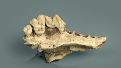 Genética de los perros