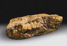 ámbar con insecto fosilizado