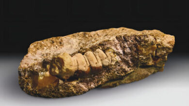 ámbar con insecto fosilizado