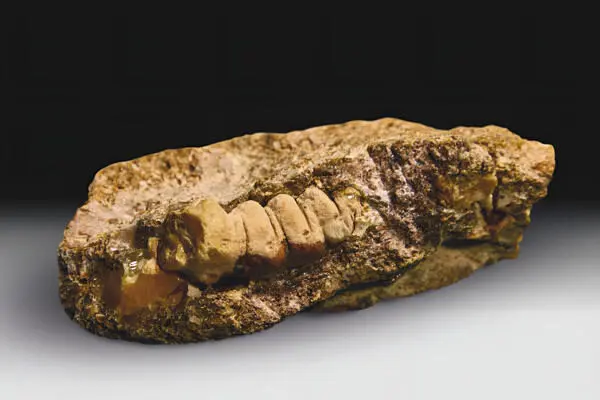 ámbar con insecto fosilizado