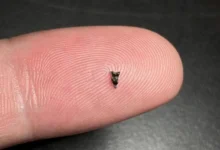 Minúsculos fósiles