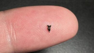 Minúsculos fósiles