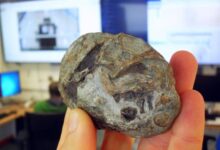 Fósil de huevo de Lystrosaurus