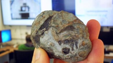 Fósil de huevo de Lystrosaurus