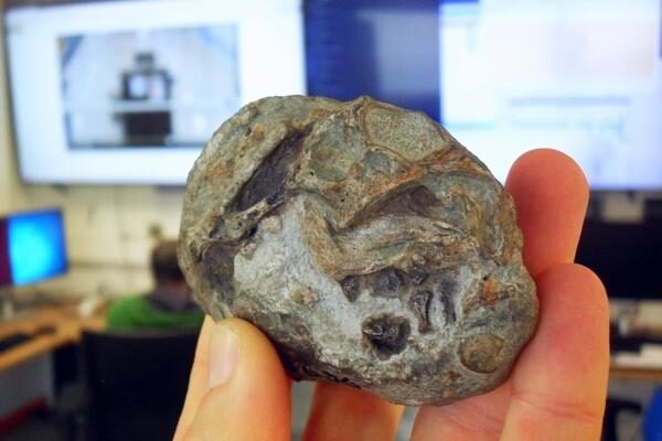 Fósil de huevo de Lystrosaurus