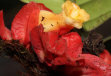 Descubren una nueva especie de planta endémica de la selva amazónica central