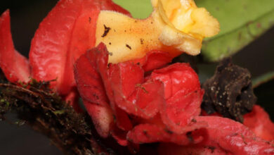 Descubren una nueva especie de planta endémica de la selva amazónica central