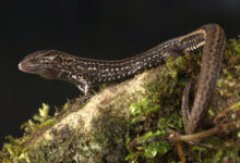 Lagartija
