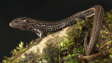 Lagartija
