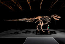 Gus - T.rex