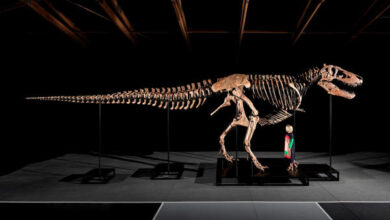 Gus - T.rex