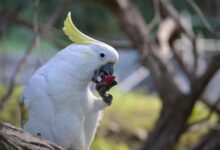 Loros salvajes
