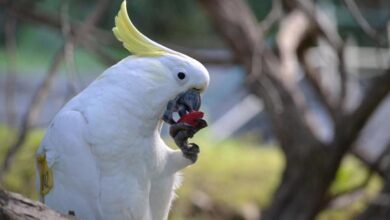 Loros salvajes