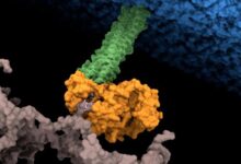 Bacterias
