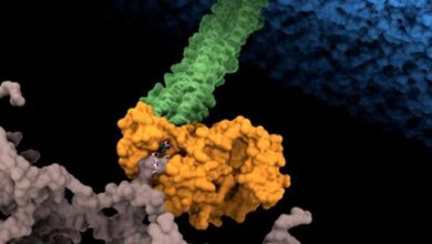 Bacterias