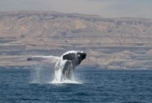 Ballenas jorobadas