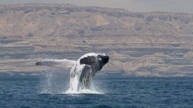 Ballenas jorobadas