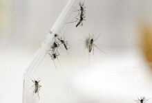 Instituto Pasteur trabaja en vacuna contra el chikungunya