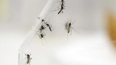 Instituto Pasteur trabaja en vacuna contra el chikungunya