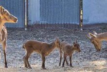 Nacen tres cabras montesas por fecundación in vitro obtenidas a partir de animales muertos