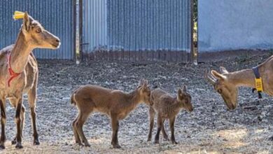 Nacen tres cabras montesas por fecundación in vitro obtenidas a partir de animales muertos