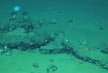 Hallan el mayor y más profundo cementerio de ballenas con restos de 3,5 millones de años