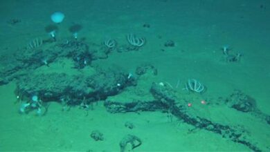 Hallan el mayor y más profundo cementerio de ballenas con restos de 3,5 millones de años