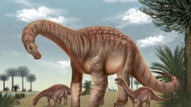 Investigadores en Uruguay descubren al Mesetasaurus protector, un nuevo dinosaurio gigante