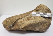 Investigadores registran por primera vez un fósil de dinosaurio en la Amazonía de Ecuador