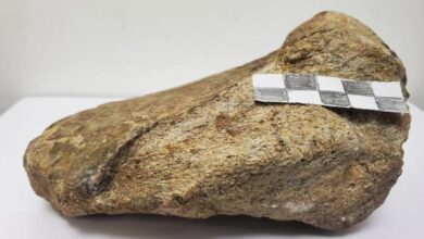 Investigadores registran por primera vez un fósil de dinosaurio en la Amazonía de Ecuador