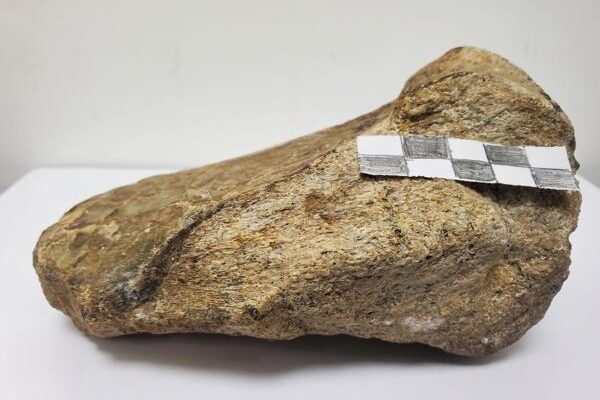 Investigadores registran por primera vez un fósil de dinosaurio en la Amazonía de Ecuador