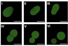 Crean la primera célula sintética del mundo con un ciclo de vida completo