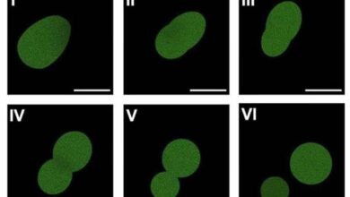 Crean la primera célula sintética del mundo con un ciclo de vida completo